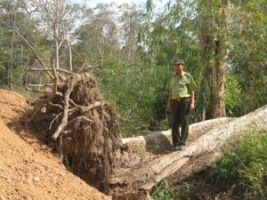 Cán bộ Vườn Quốc gia Yok Đôn bên những thân cây vừa bị đốn hạ