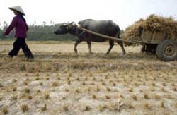 Nông dân ở tỉnh Vĩnh Phúc, Việt Nam. AFP PHOTO