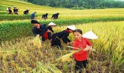 Con hãy ra cánh đồng, hãy áp bàn tay vào đất đai, hãy hít thở linh khí của mùa màng... con sẽ thấy sự đáng yêu của người nông dân và con sẽ không ghét hai từ "nông dân" nữa. Ảnh: baodatviet