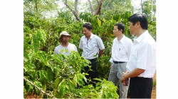 Già làng Ma Ven (bìa trái) trình bày cách thức canh tác cà phê của mình với các chuyên gia dự án - Ảnh: TR.T.