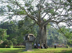 Cây đa Tân Trào. Ảnh: vietbao.vn