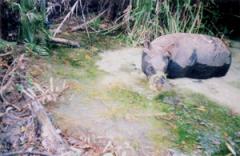 Tê giác một sừng Cát Tiên (Rhinoceros sondaicus annamiticus) qua bẫy ảnh, chụp năm 2005 (Ảnh: WWF)