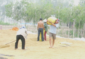 Cổ phần hóa doanh nghiệp lương thực nhà nước sẽ phần nào tránh được việc lúa gạo “được mùa, rớt giá”. Ảnh: TRUNG HIẾU 