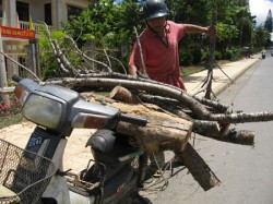 Người dân tranh thủ lấy những thân Mai anh đào to hàng chục tuổi về làm củi.