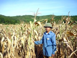 "Ngô trổ bông đúng vào đợt cao điểm nắng hạn nên không thể ra bắp cứ héo khô lại rồi chết, không biết sắp tới nhà tôi lấy gì trả nợ đây"