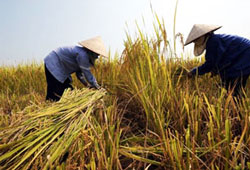 Mùa gặt. AFP photo. 