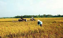 Nông dân đang gặt lúa vụ Đông Xuân 2010 ở ĐBSCL. Photo By Bay Van Tran.