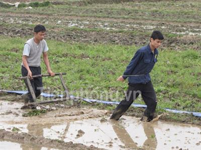 Nông dân Hưng Yên kéo cày thay trâu. Ảnh: Tiền phong.