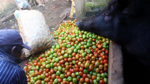 Nông dân tỉnh Lâm Đồng cho heo ăn cà chua vì giá cà chua rẻ mạt.
