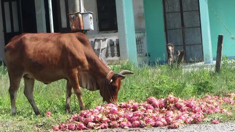 Nông dân tỉnh Bình Thuận đổ Thanh Long cho bò ăn vì rớt giá thê thảm.