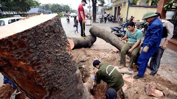 cây xanh  Hà Nội